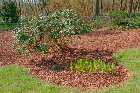 Populært ukrudtsmiddel gjort ulovligt: Her er alternativerne