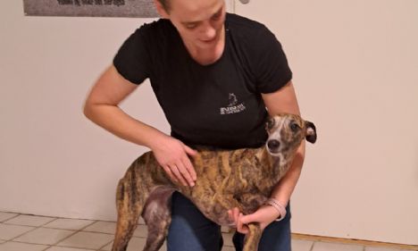 Nyuddannet fysiurgisk hundeterapeut hos Lindskov Hundeterapi