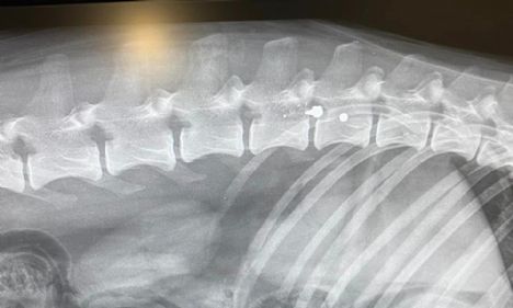 Vidner søges: King blev skudt med 2 hagl og måtte aflives