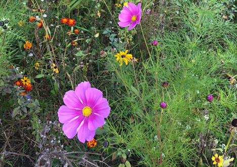 Søg penge til særlig indsats for at fremme grønne tiltag
