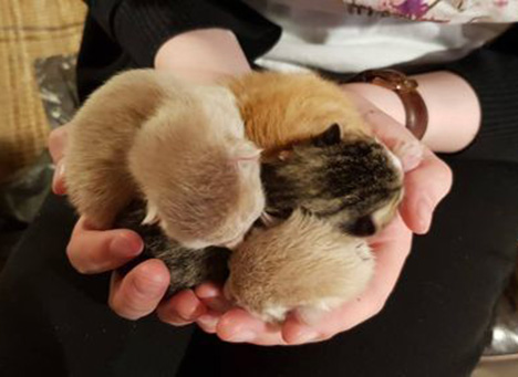 Over 700 killinger på landets internater