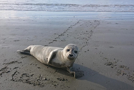 I efterårsferien får sæler 1812 til at gløde