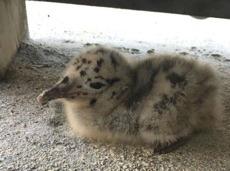 1812 lagt ned af opkald om mågeunger