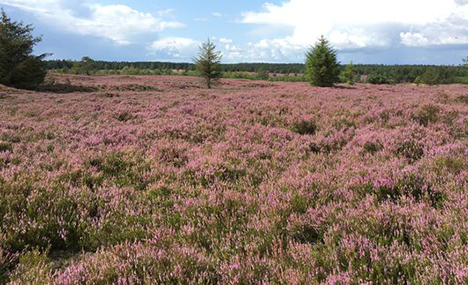 Lyngen blomstrer ekstraordinært i år