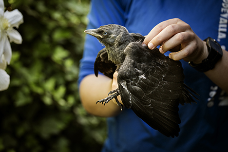 Over 1 million henvendelser om dyr i nød
