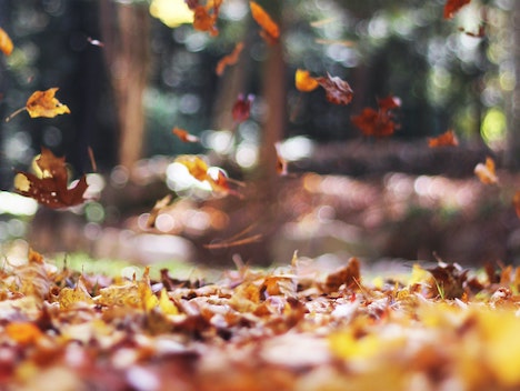 Gør din have klar til efteråret