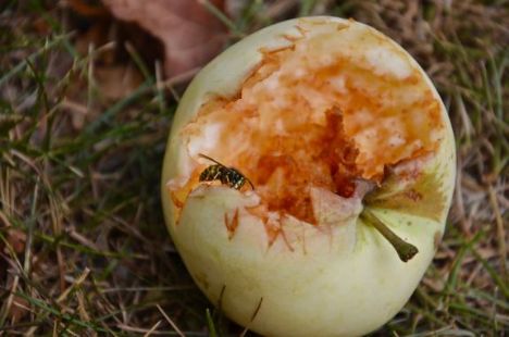 Sensommeren bider og stikker