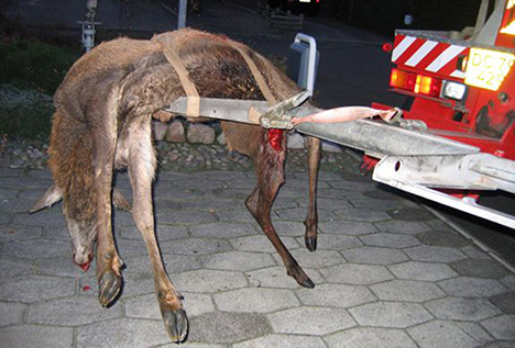 Påkørte hjorte: Nu skal du passe på i trafikken