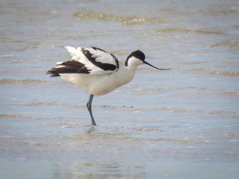 Kommentar til artikel vedr. fugleliv i Øster Hurup
