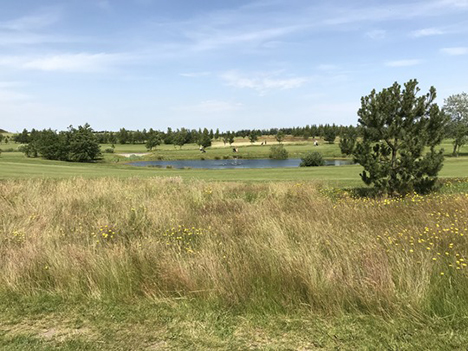 Hvad gøres der for at få flere blomstrende rabatter, grøfter og vejskråninger