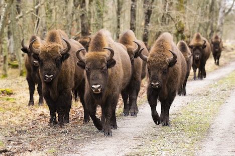 Hop på bussen og oplev noget af Danmarks fineste natur