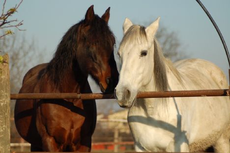 Arden Rideskole er en minilæsser fattigere