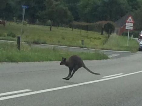 Kænguru på springtur spottet ved Solbjerg