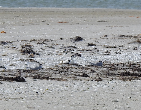 Klyder og terner i hundredevis yngler atter ved Øster Hurup