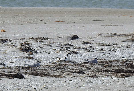 Sjældne fugle yngler med succes på Østkysten