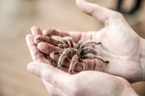 Det kribler og krabler hos Mariagerfjord Bibliotekerne