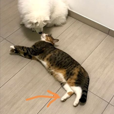 Har du set Mis? | Forsvundet fra sommerhus