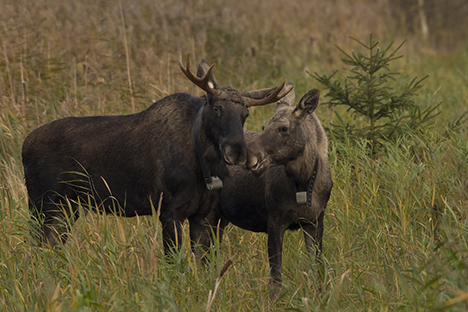 LIFE+ Oplev efterårets komme i Lille Vildmose