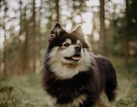 Den Finske Lapphund og dens stigende popularitet