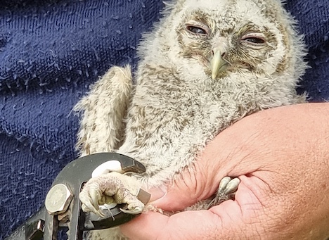 DN Mariagerfjords Fuglegruppe har ringmærket 49 natugler og tårnfalke