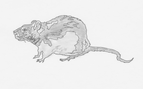 En flygtningelejr i Afrika