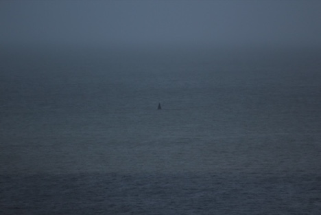 Spækhugger sidder fast på det lave vand ved Haslevgårde Strand