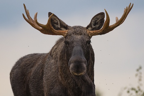 Ta’ med på guidet tur i Elgenes Land