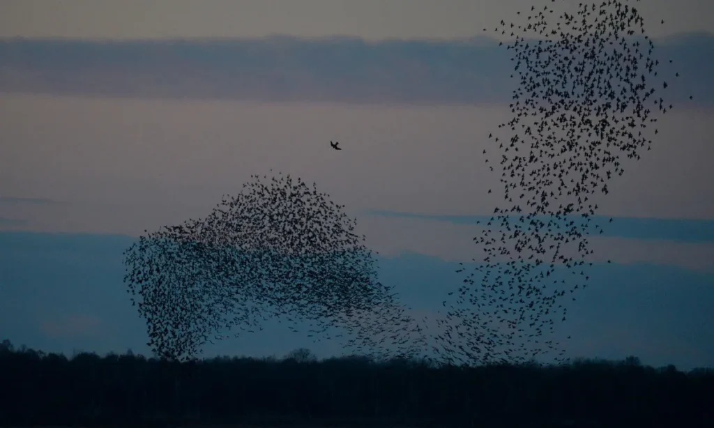 Spektakulære himmelshow: Nu begynder årets bedste sæson for hvid og sort sol