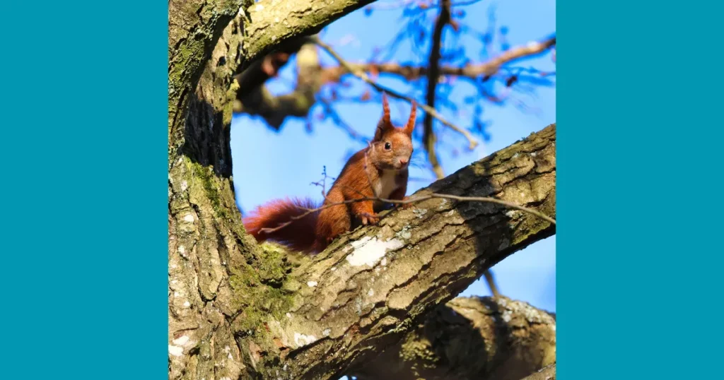Lille egern og Ina løb med sejren i Dyrehavens fotokonkurrence