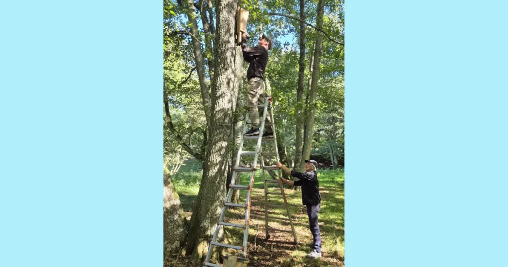 Flere flagermus får nyt hjem i Hadsund Dyrehave