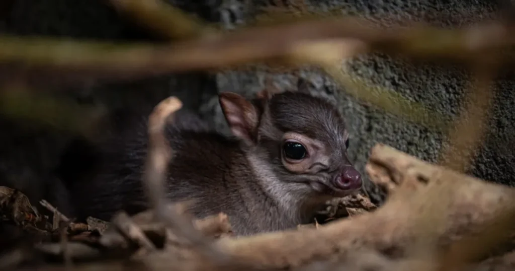 En sjælden verdensnyhed er blevet født i Randers Regnskov