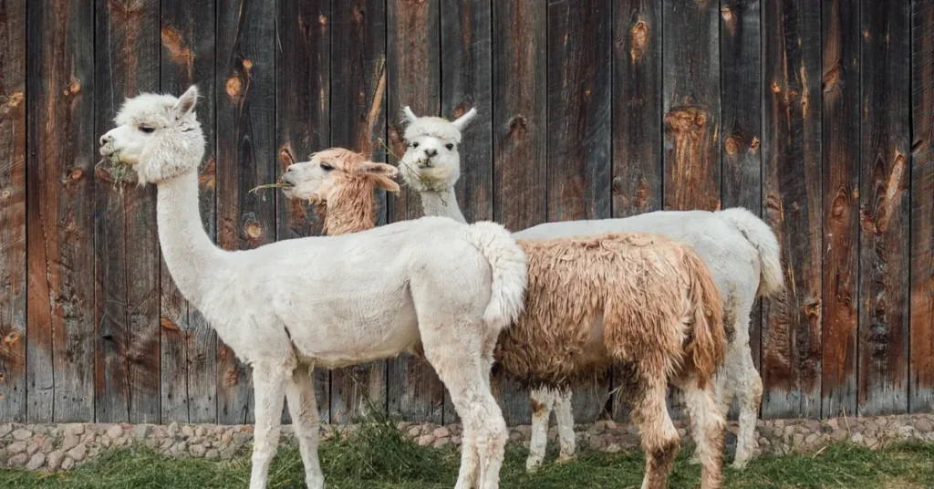 Jul på Øster Holmgaard: Et hjertevarmt julemarked i fællesskabets tegn
