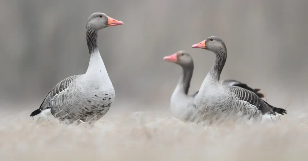 Massedøde fugle fundet ved Als Odde vækker bekymring i lokalområdet