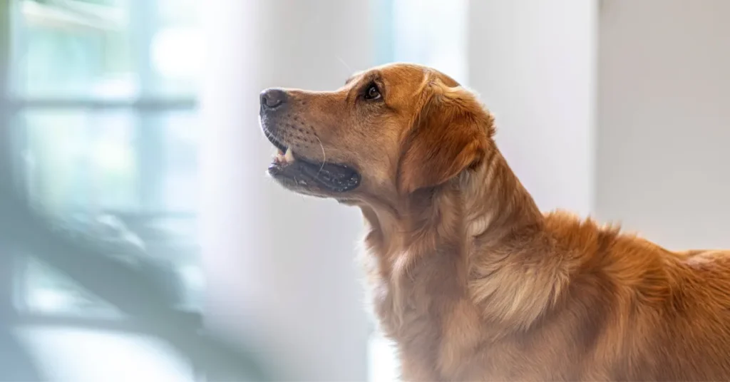 Mange hunde har ondt uden at vise det – dyrlæge giver råd til at opdage tegnene