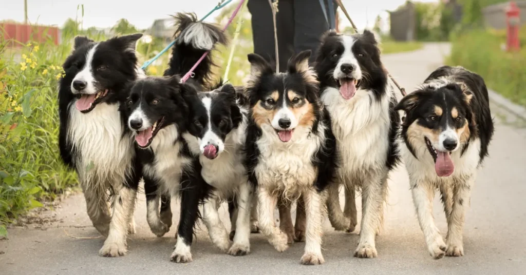 Maxi Zoo inviterer til valentins-gåtur i Hobro: 50 kroner pr. hund går til svigtede hunde