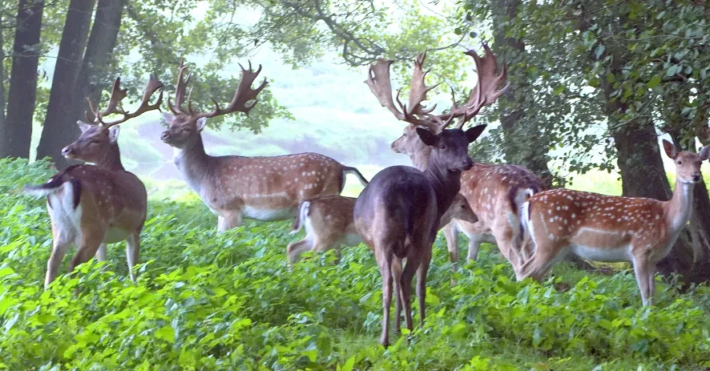 Hvem er I? – Hadsund Dyrehave vil møde medlemmerne: Generalforsamling i Hadsund den 25. marts