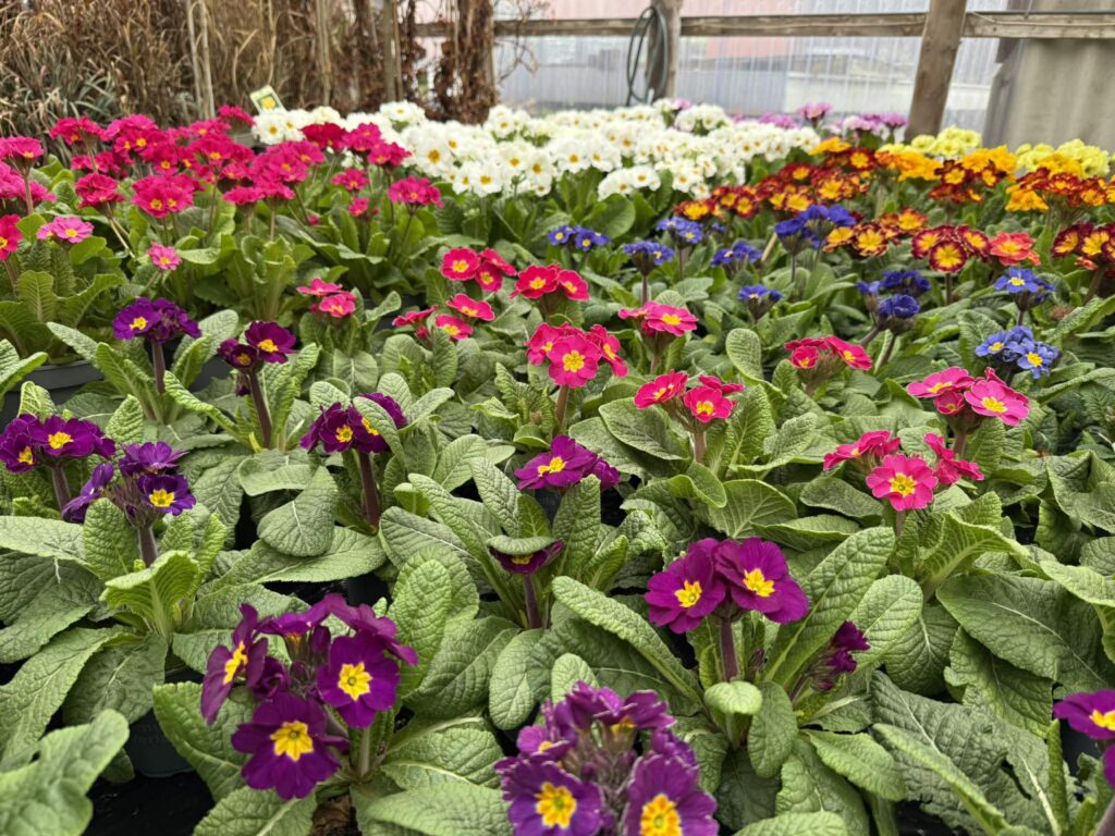 626366514 1408094773860984 7202865298756665247 n