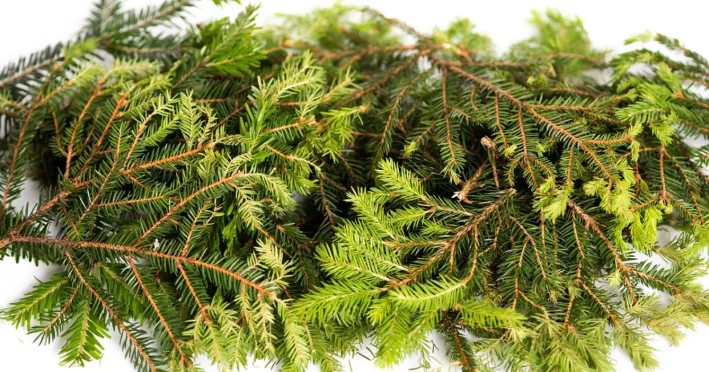 Groft hærværk ved Onsild: 2.000 juletræer ødelagt på få timer