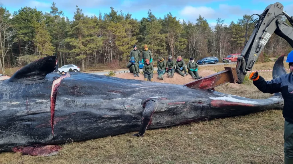 Kæmpe hvalhjerte fra Nordjylland giver forskere ny viden