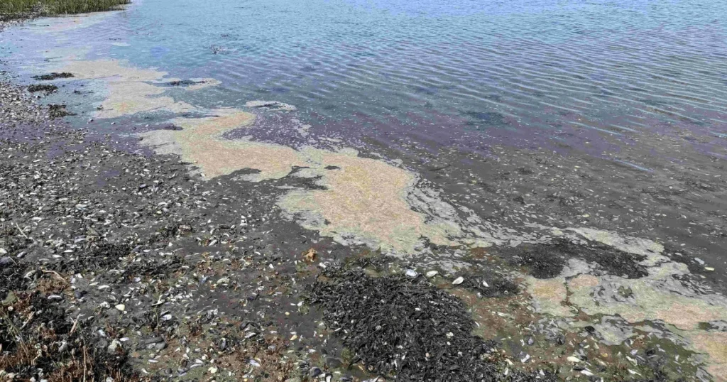 Debatindlæg: Projekt ”Oprensning af Mariager Fjord” fortsætter