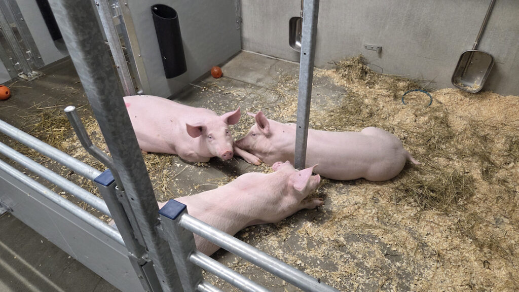 Ny forskningsdyrestald skal styrke forskning på Aalborg Universitetshospital