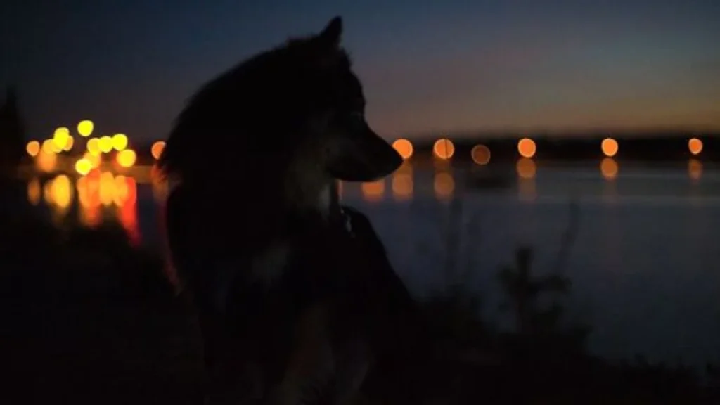 Halloween kan blive et mareridt for din hund – her er de syv råd, du bør kende