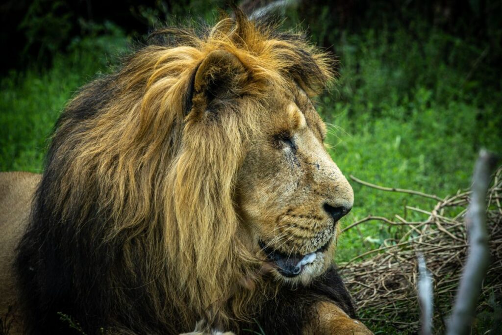 Noget helt usædvanligt sker i Aalborg Zoo denne weekend: Nu kan gæster komme indenfor i løvernes nye hjem